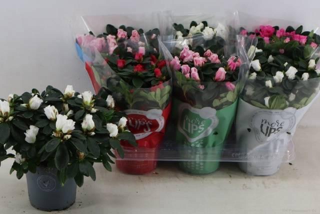 <h4>RHODO SI VOGEL GEM</h4>