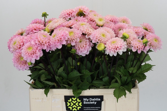 Dahlia Wizard of Oz