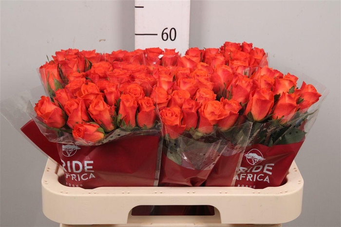 <h4>R Gr Mandarin</h4>