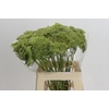 Ammi Visnaga Green Mist
