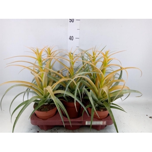 Tillandsia