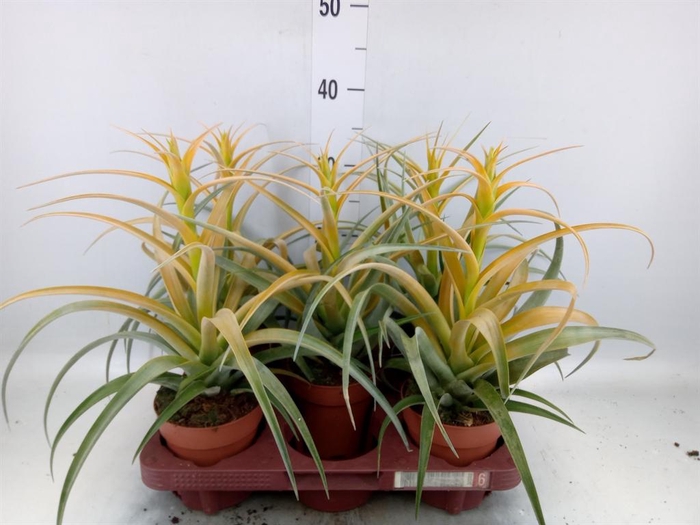 <h4>Tillandsia</h4>