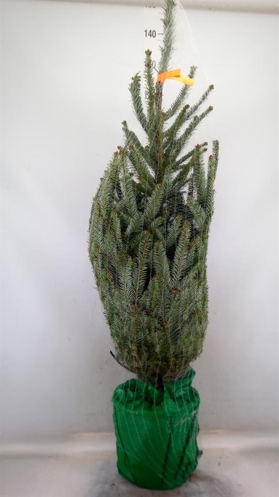 <h4>Abies fraseri</h4>