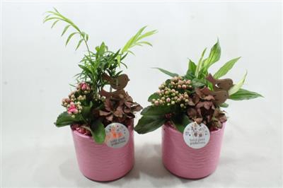 <h4>SC01 AMY PINK</h4>