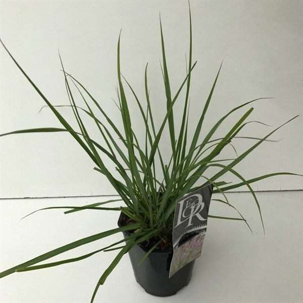 <h4>Pennisetum 'Red Head'</h4>