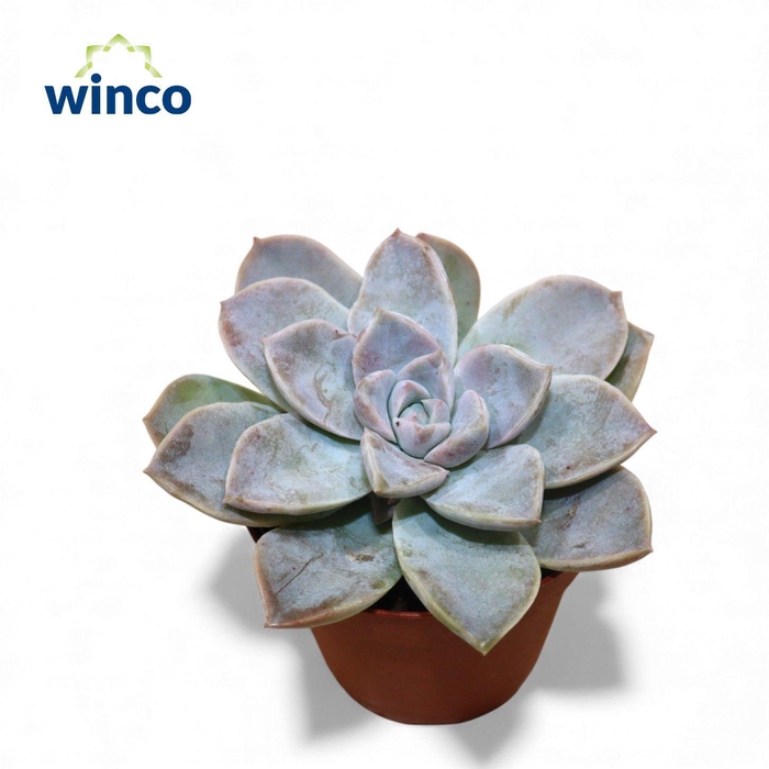 <h4>Echeveria Bianca</h4>
