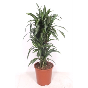 Dracaena Ulises
