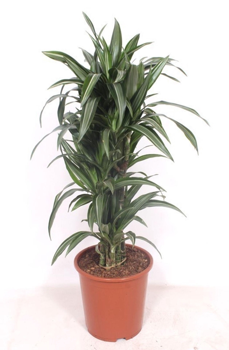 <h4>Dracaena Ulises</h4>