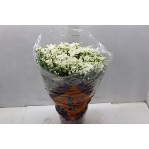 CRISANTEMO BOLA BELGA P20 BRANCO