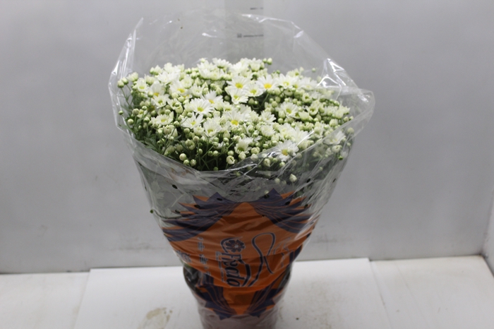 <h4>CRISANTEMO BOLA BELGA P20 BRANCO</h4>