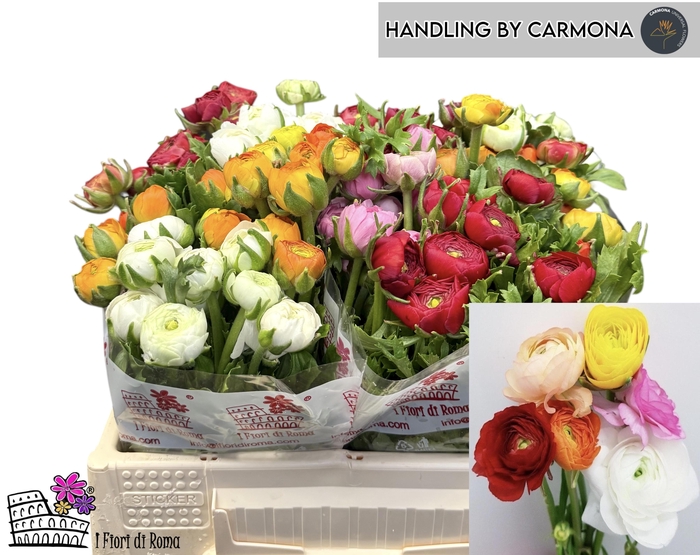 <h4>RAN GEM IN BOS</h4>