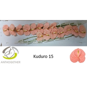 ANTH A KUDURO 15