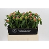 Paeonia Coral Charm