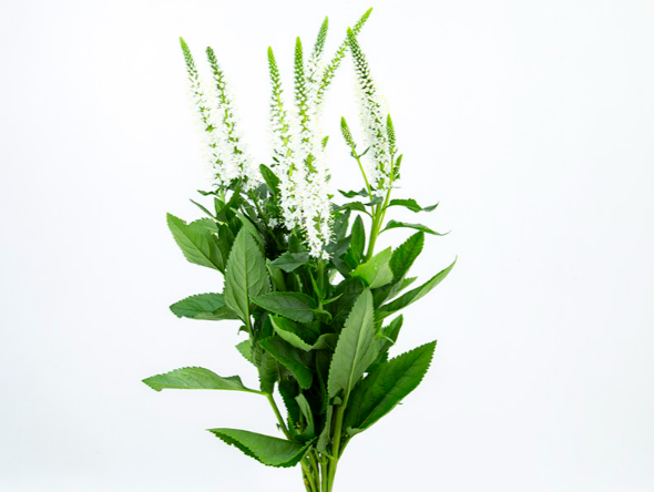 VERONICA LONGIFOLIA MELANIE WHITE 070 CM BRANCO