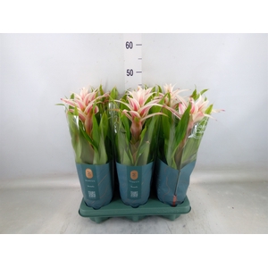 Guzmania  'Linea Pink'