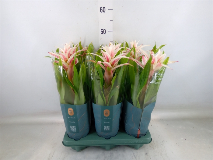<h4>Guzmania  'Linea Pink'</h4>