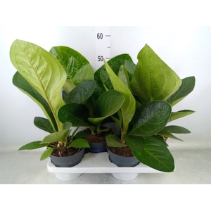 Anthurium crass. 'Karma Birdnest'