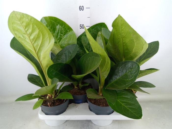 <h4>Anthurium crass. 'Karma Birdnest'</h4>