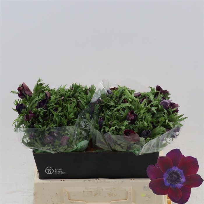 <h4>Anemone Galil Bordea</h4>