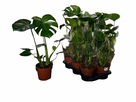 <h4>MONSTERA DELICIOSA</h4>