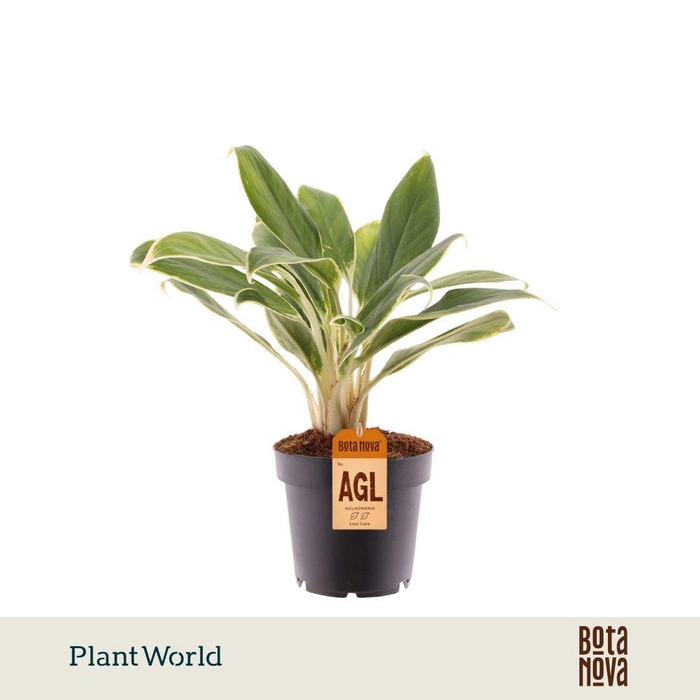 <h4>Aglaonema White Lime</h4>