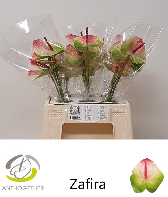 <h4>ANTH A ZAFIRA</h4>