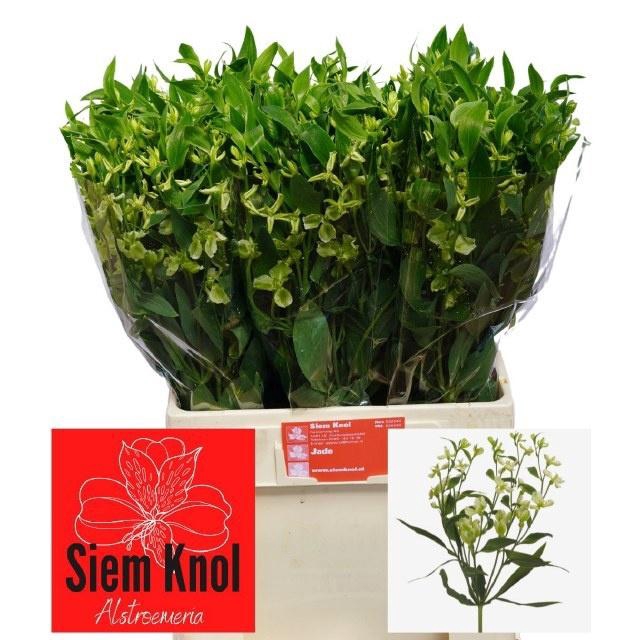 <h4>ALST FL JADE</h4>