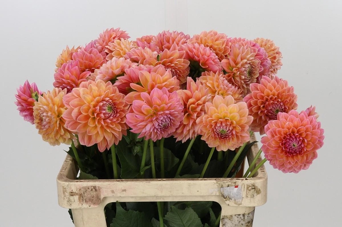 <h4>Dahlia Linda's Baby</h4>