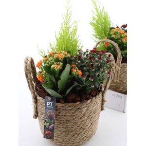 Arr Tuinplanten