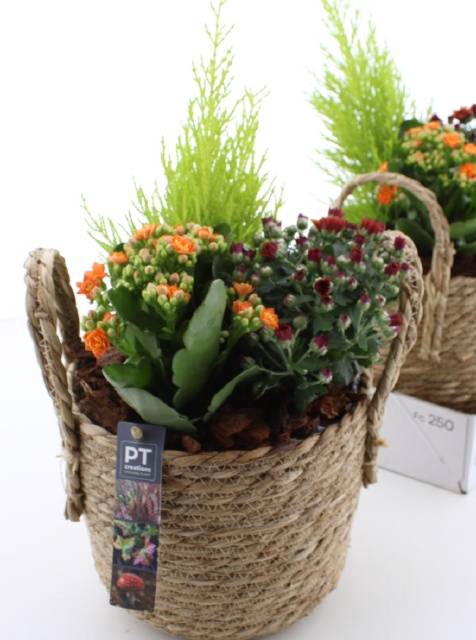 <h4>Arr Tuinplanten</h4>