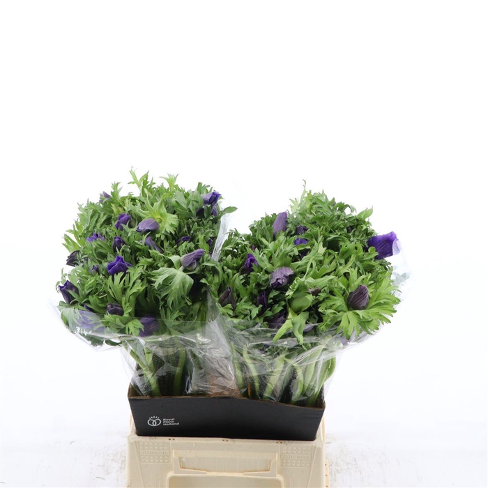 <h4>Anemone Galil Blauw</h4>