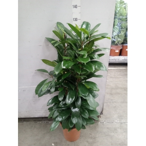 Ficus cyathistipula