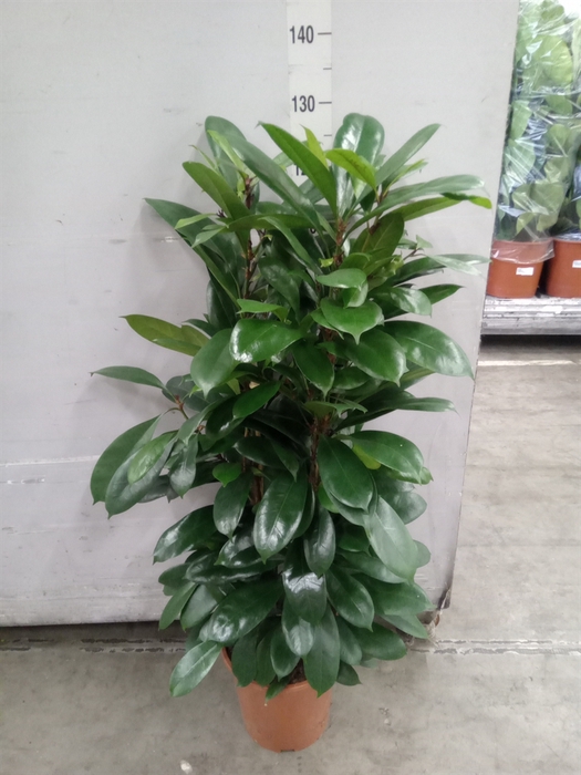 <h4>Ficus cyathistipula</h4>