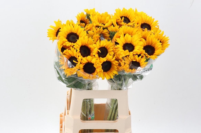 <h4>Heli Orange Fire</h4>