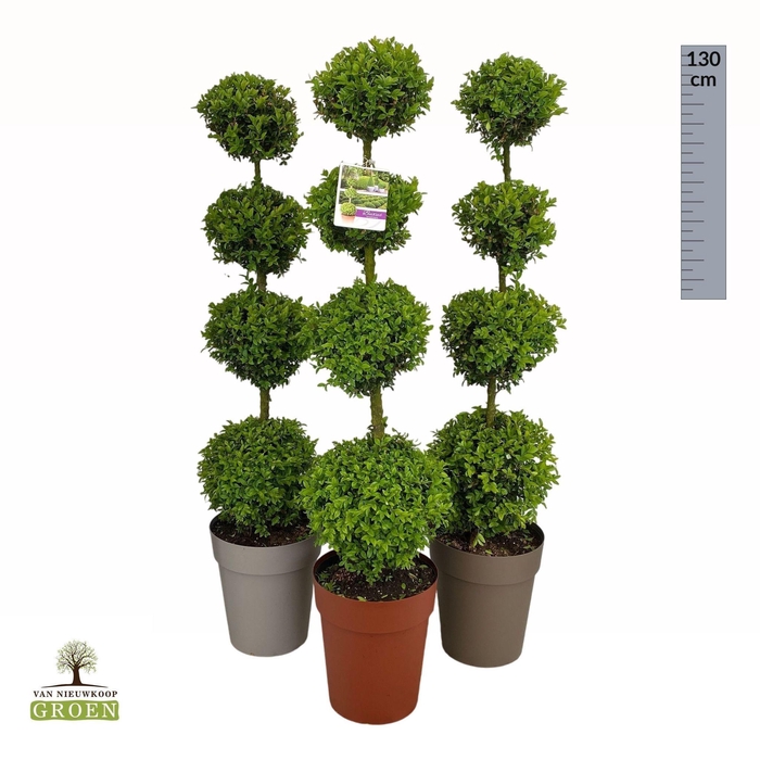 <h4>Buxus sempervirens Quatrobol M</h4>