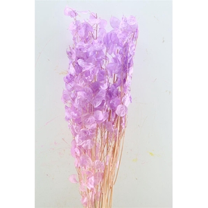 Dried Lunaria Milka 90cm P Bunch