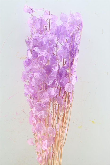 <h4>Dried Lunaria Milka 90cm P Bunch</h4>