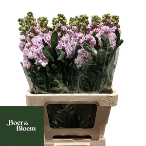 MATTH IRON CHERRY BL