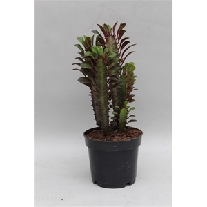 Euphorbia Trigona Rubra