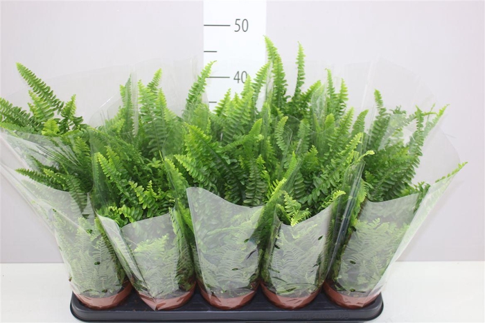 <h4>Nephrolepis Ex Green Lady</h4>