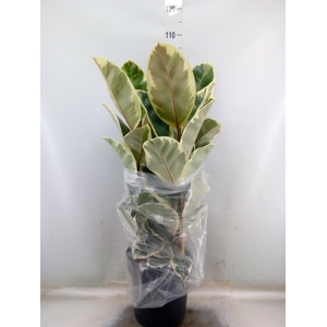 Ficus elastica 'Tineke'