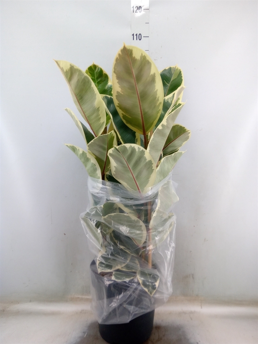 <h4>Ficus elastica 'Tineke'</h4>