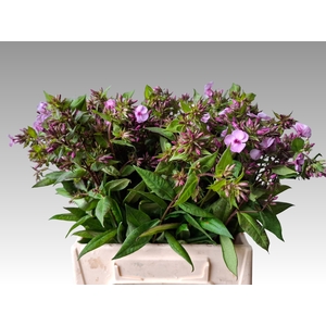 PHLOX P BRILLIANT EY