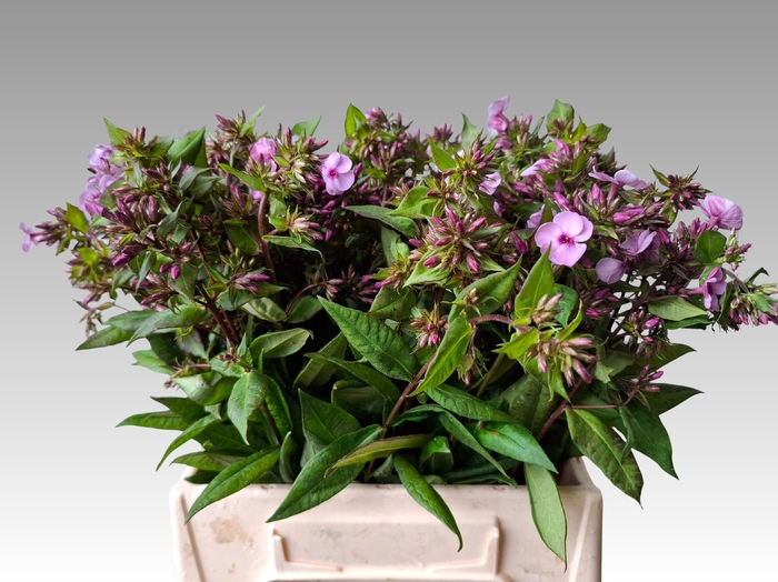 <h4>PHLOX P BRILLIANT EY</h4>