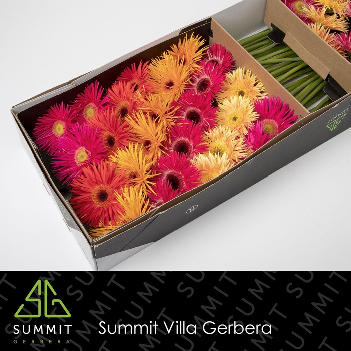 <h4>Gerbera Spider Mix Spider Doos</h4>