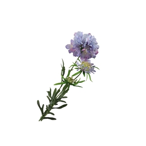 Scabiosa Lilac