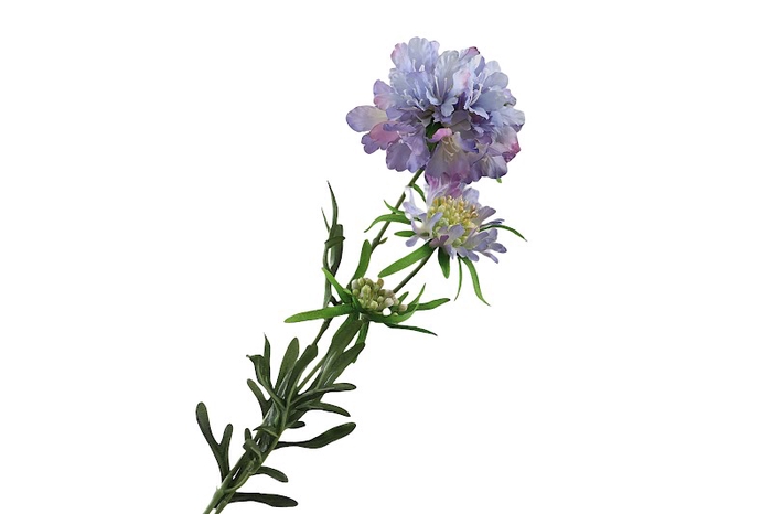 <h4>Scabiosa Lilac</h4>