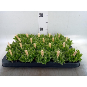 Hylocereus undatus