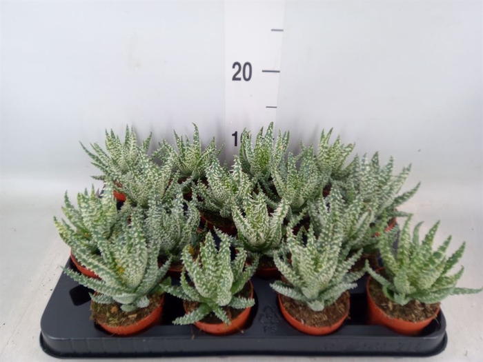 <h4>Aloe humilis</h4>