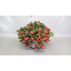 Gaultheria proc.